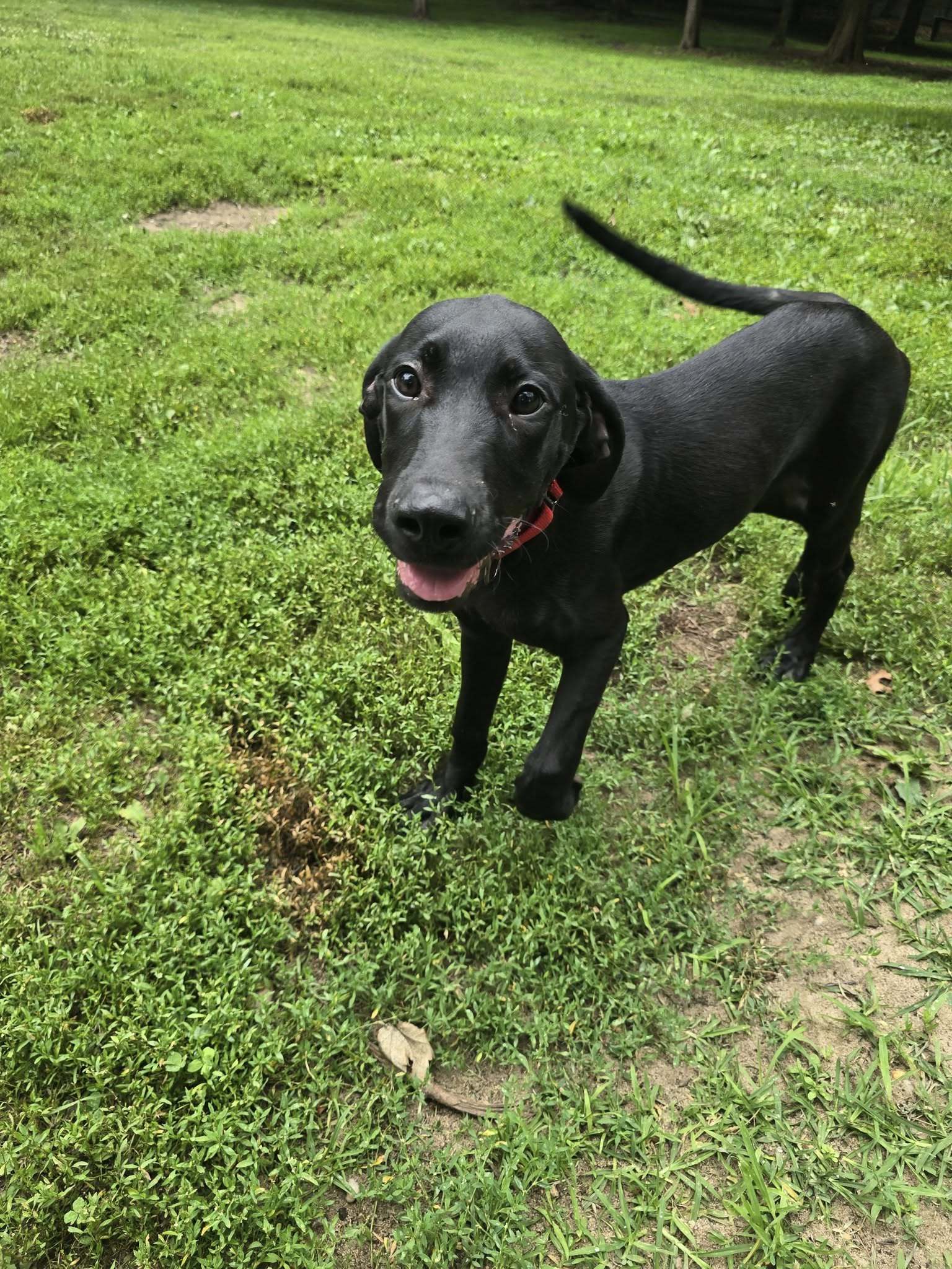 JAX