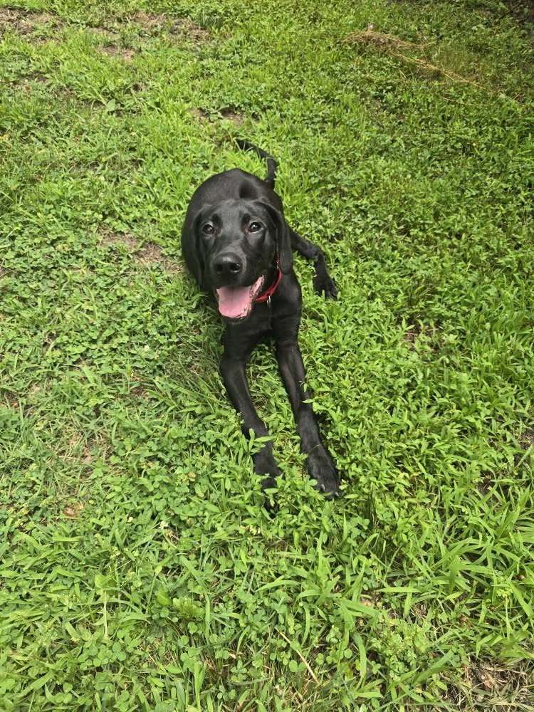 JAX