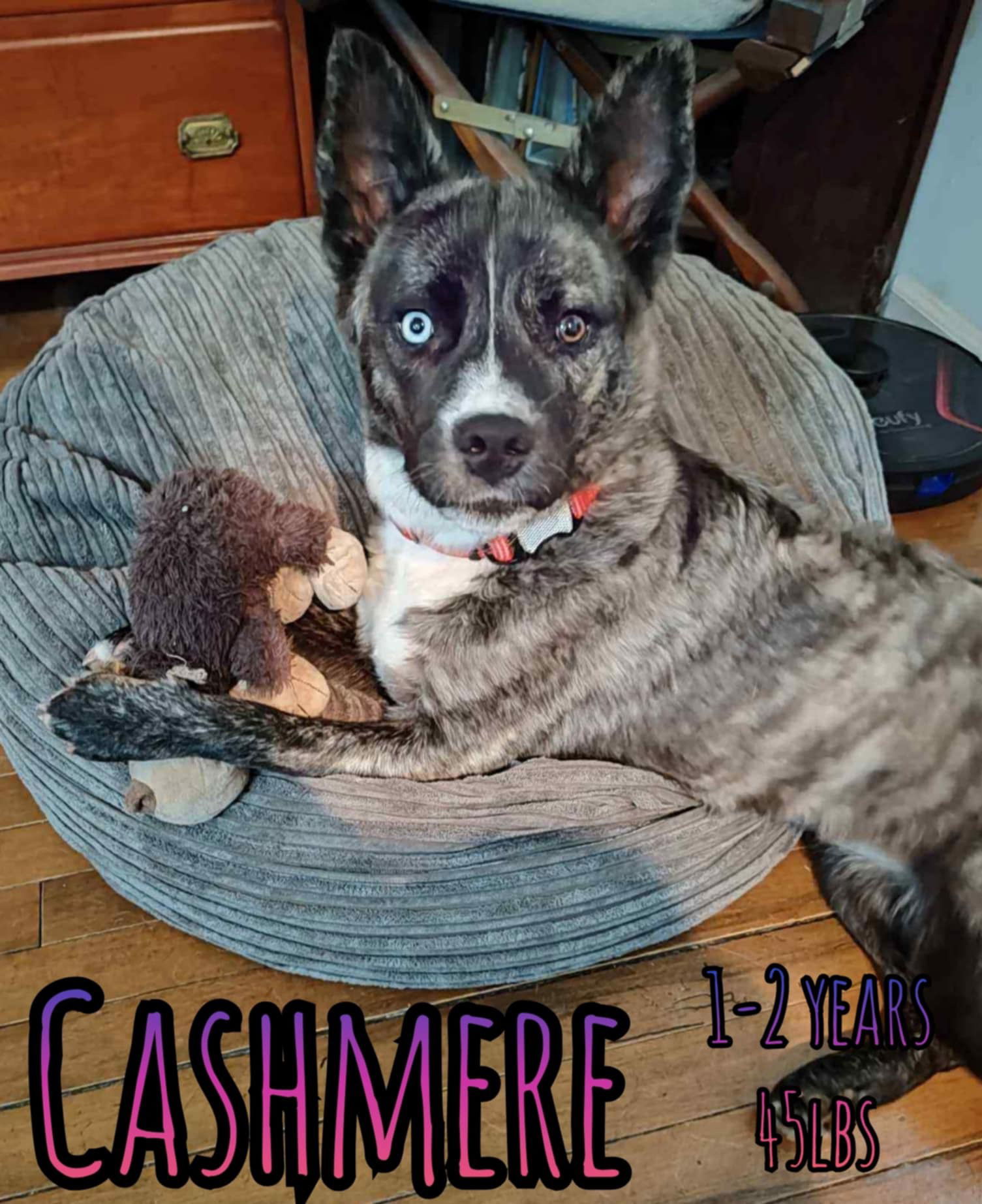 CASHMERE