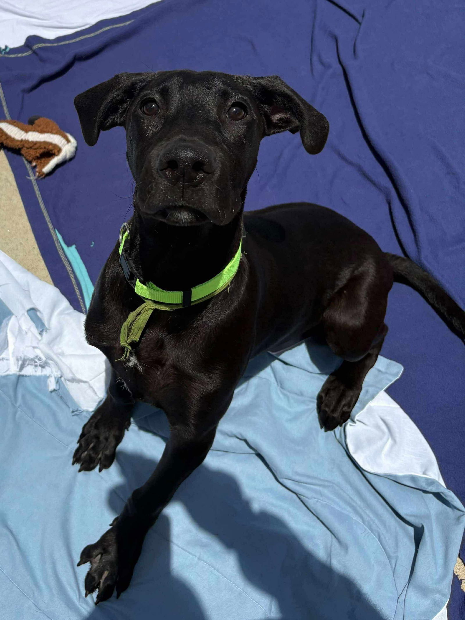 OPIE