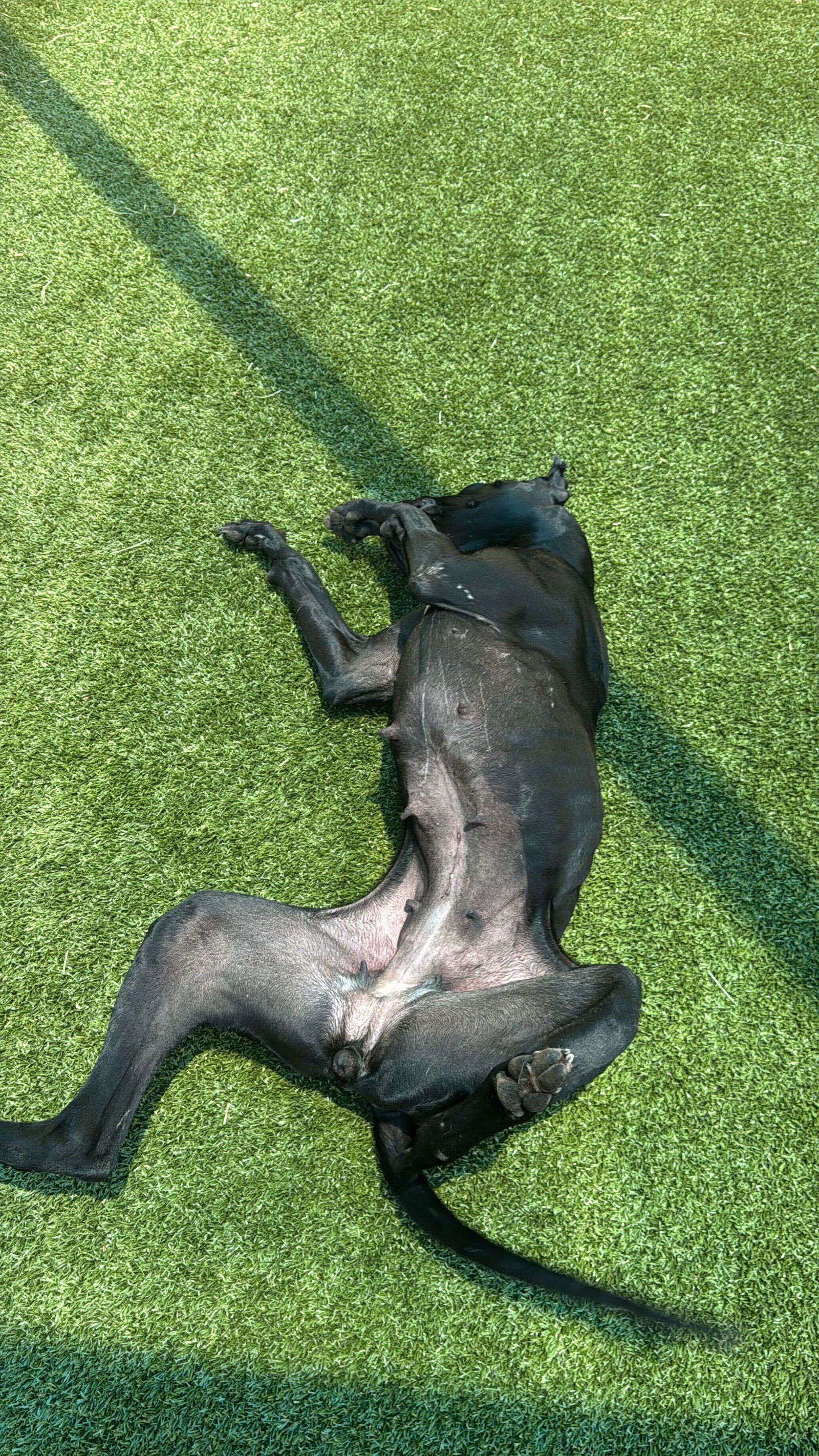 GEMMA