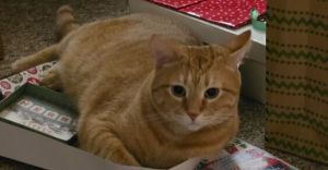 Nemo, Adult Male Domestic Short Hair