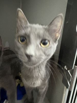 Posey, Baby Female Domestic Short Hair