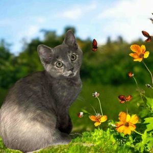 Astrid, Baby Female Domestic Short Hair