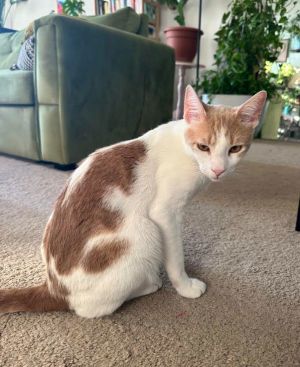 Gemini &amp; Mystery - BONDED, Adult Male Domestic Short Hair