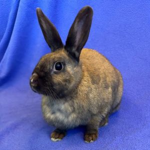 Gingersnap Bunny Rabbit Rabbit