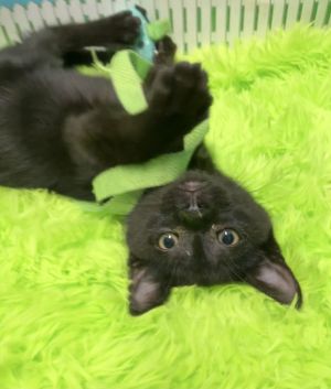 Hogwarts, Baby Male Domestic Short Hair