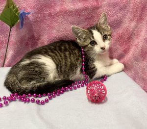Tina, Baby Female Tabby