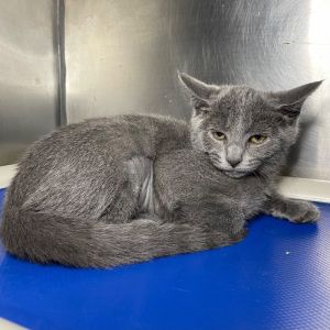 Humpty Dumpty, Baby Female Domestic Short Hair