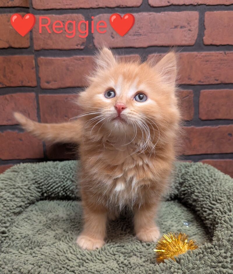 Reggie