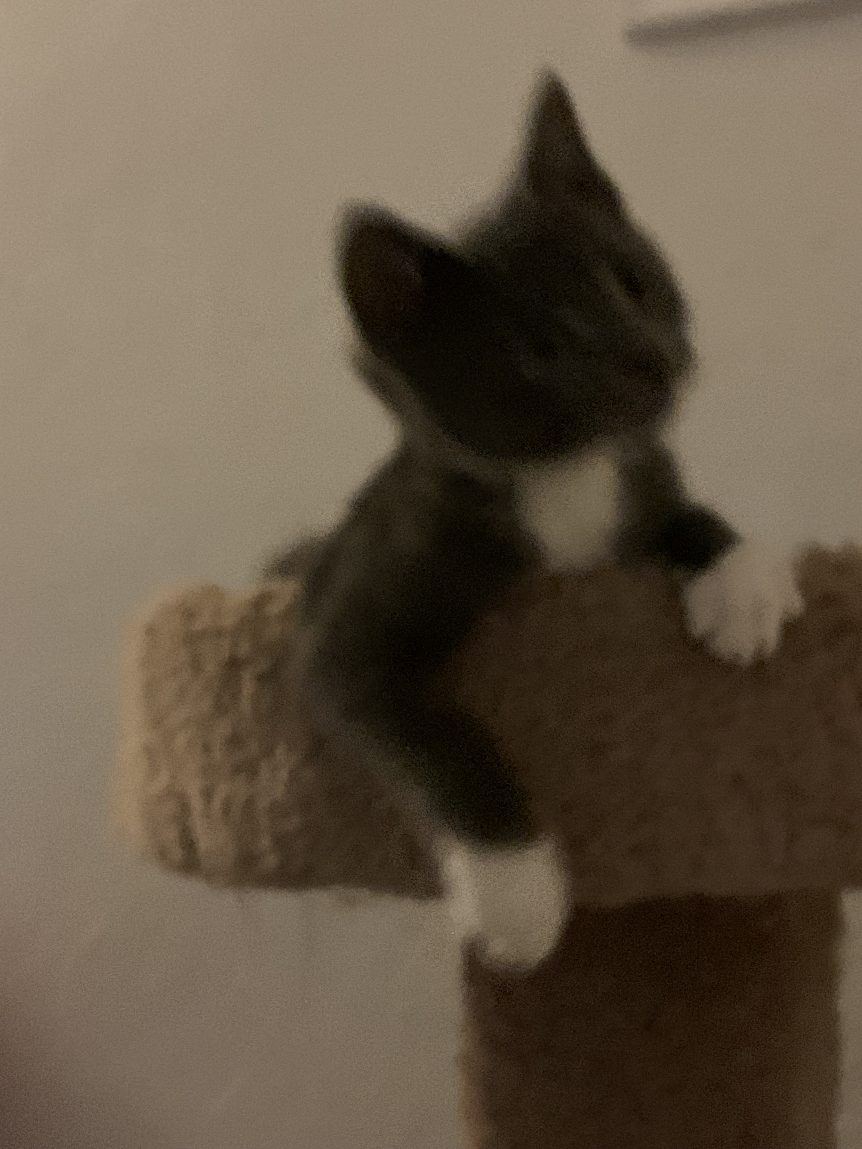 Atlas