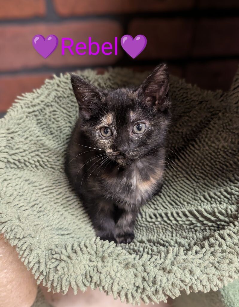 Rebel