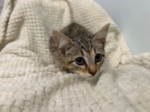 MOON LANDING, Baby Female Domestic Short Hair