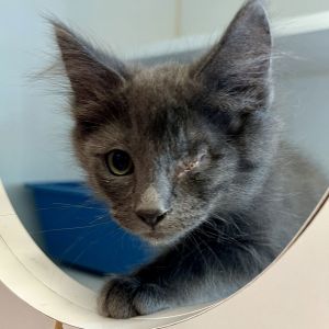 Mike, Baby Male Domestic Short Hair