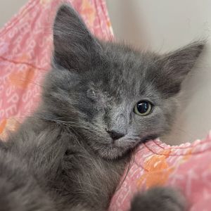 Nadine, Baby Female Domestic Medium Hair