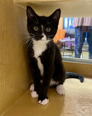 Jinx, Baby Male Domestic Short Hair