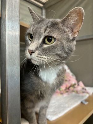 Jinxy Domestic Short Hair Cat