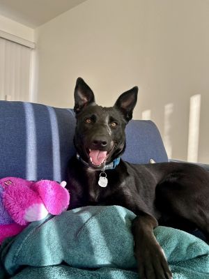Looking for a dog whos smart fun and ready to be your ultimate adventure buddy Meet me-Mamba I