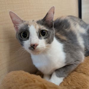 Avery, Adult Female Domestic Short Hair