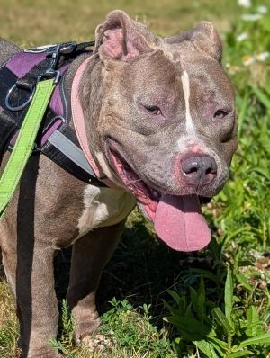 Ms. Chief, Adult Female Pit Bull Terrier