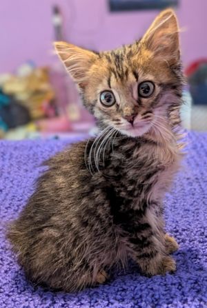 Tango Domestic Long Hair Cat