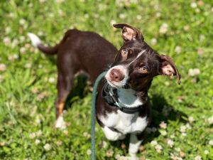 Chewie, Young Male Dachshund