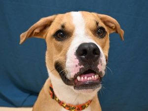 Khaos, Adult Male Boxer