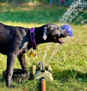 Fruit Loop Myrtle, Baby Female Weimaraner