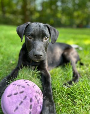 Capn Crunch Myrtle, Baby Male Weimaraner