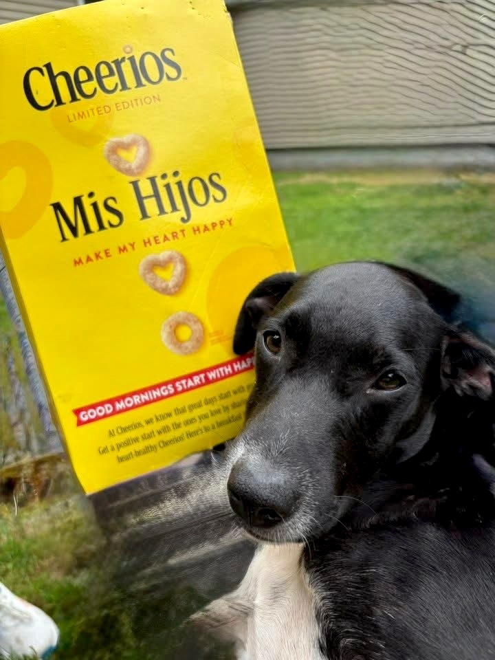 Cheerio Myrtle - LOCAL 2