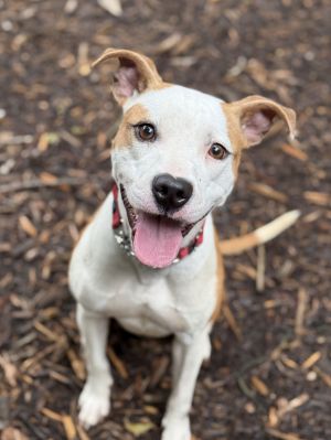 Ruthie, Young Female Pit Bull Terrier