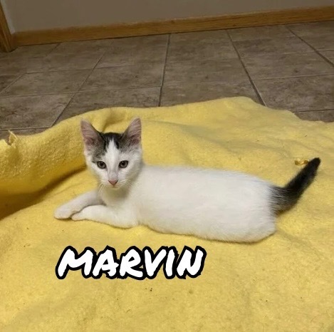 Marvin