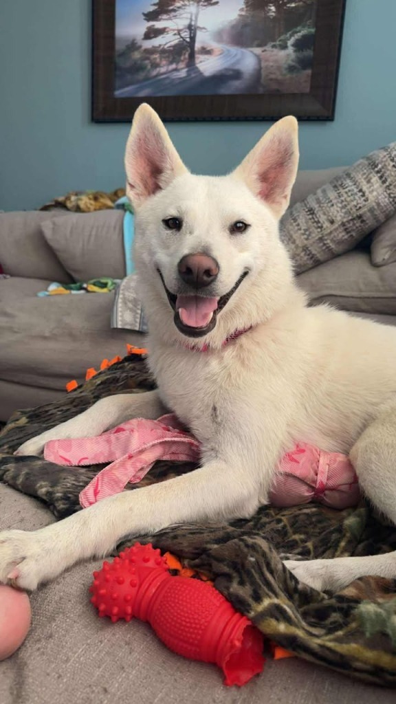 Xena, an adoptable Husky, Shiba Inu in Elbow Lake, MN, 56531 | Photo Image 3