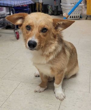 Cat Woman, Young Female Corgi