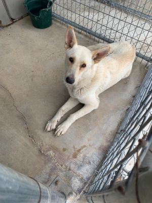 Clarice, Adult Female Shepherd