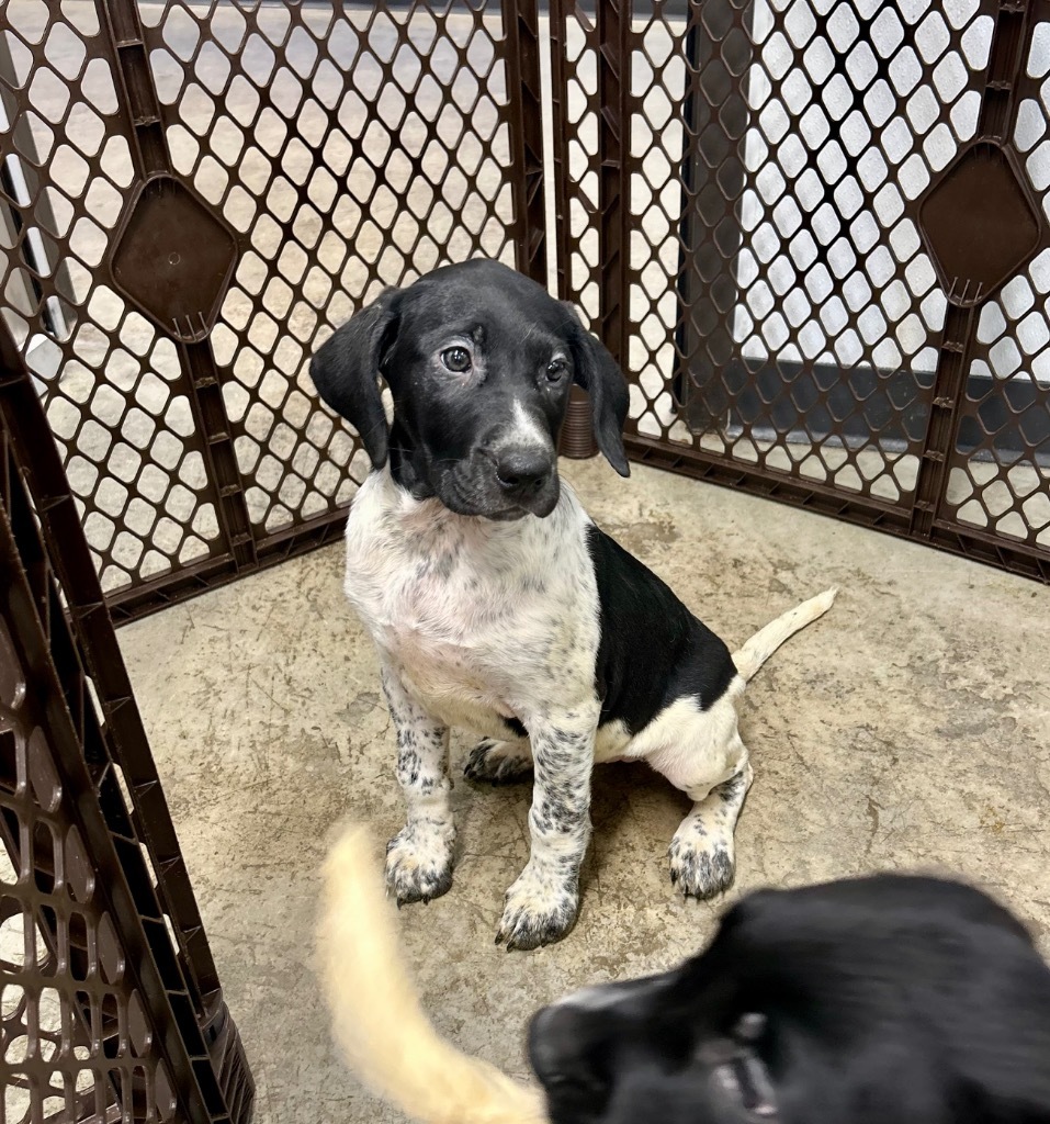 Kalamata, an adoptable Mixed Breed in Minot, ND, 58702 | Photo Image 1