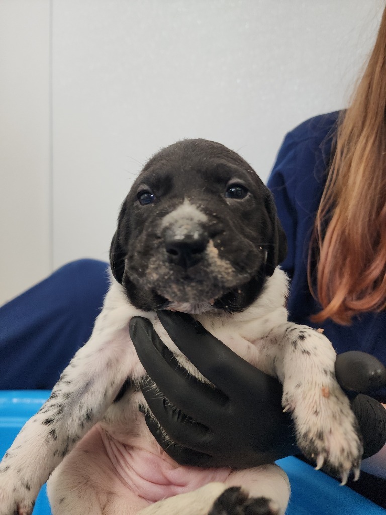 Kalamata, an adoptable Mixed Breed in Minot, ND, 58702 | Photo Image 4