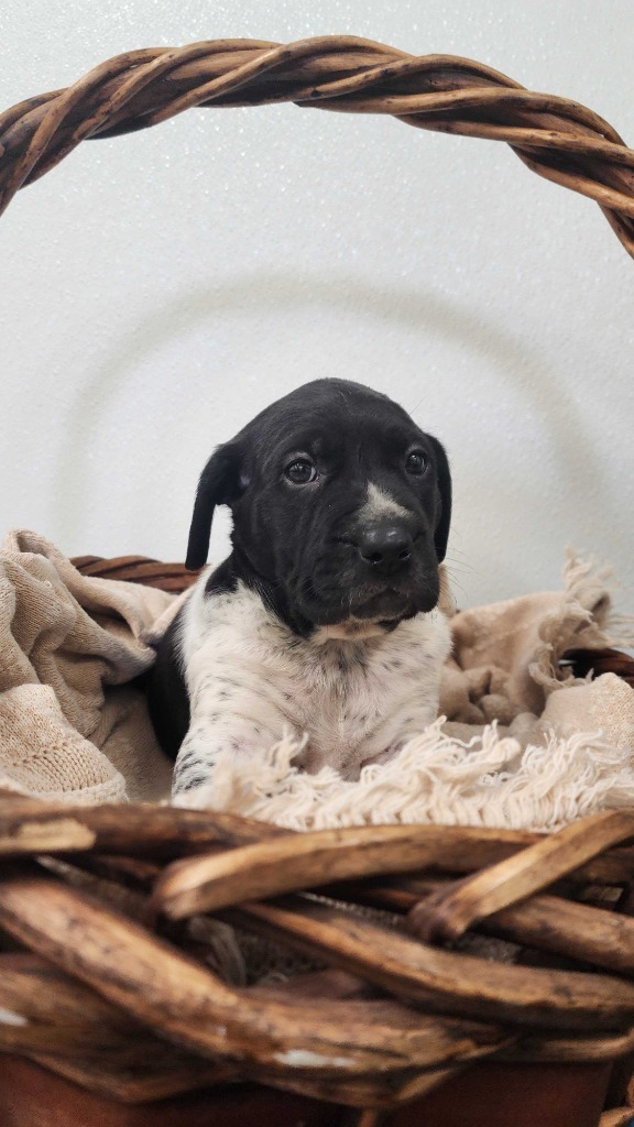 Kalamata, an adoptable Mixed Breed in Minot, ND, 58702 | Photo Image 5