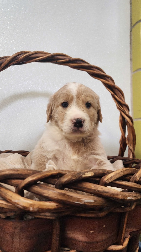 Leccino, an adoptable Mixed Breed in Minot, ND, 58702 | Photo Image 1