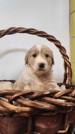 Leccino, Baby Male Mixed Breed