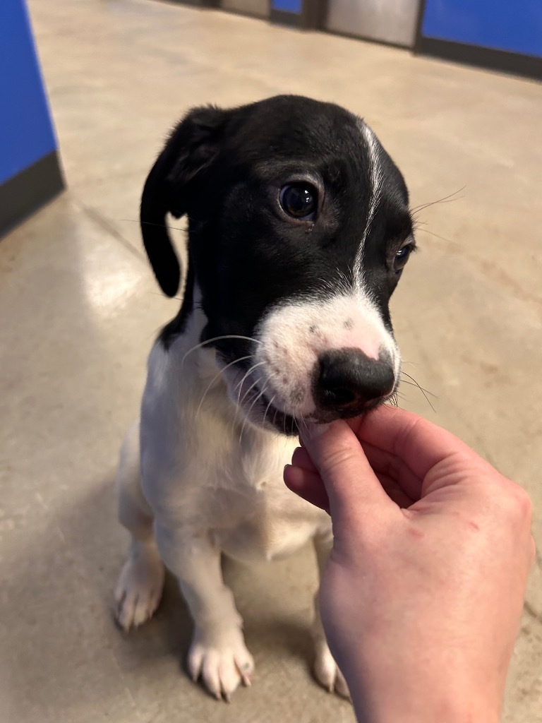 Mission, an adoptable Mixed Breed in Minot, ND, 58702 | Photo Image 1