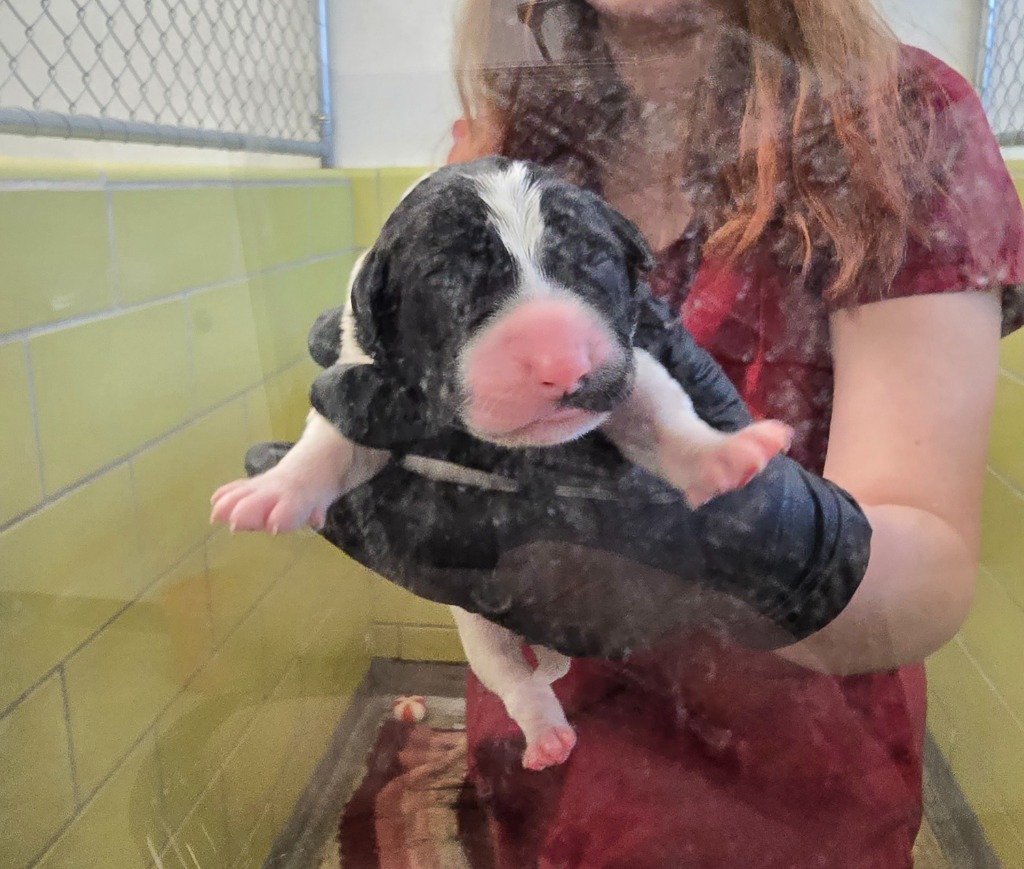 Mission, an adoptable Mixed Breed in Minot, ND, 58702 | Photo Image 3