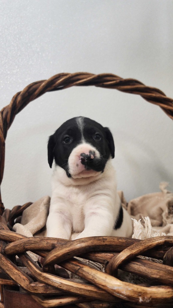Mission, an adoptable Mixed Breed in Minot, ND, 58702 | Photo Image 4