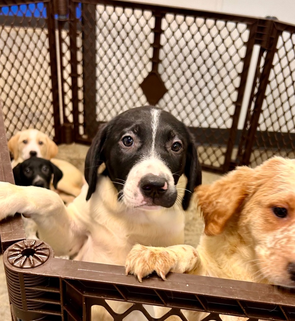 Mission, an adoptable Mixed Breed in Minot, ND, 58702 | Photo Image 5