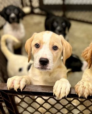 Nyon, Baby Male Mixed Breed