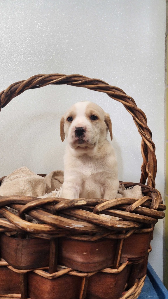 Nyon, an adoptable Mixed Breed in Minot, ND, 58702 | Photo Image 4