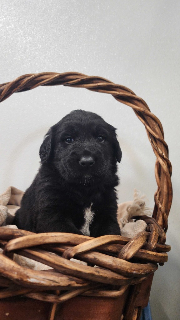 Thasos, an adoptable Mixed Breed in Minot, ND, 58702 | Photo Image 1
