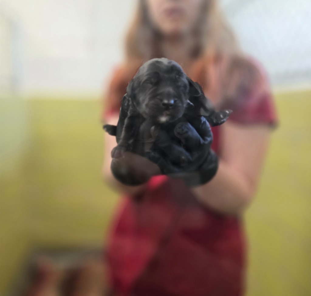 Thasos, an adoptable Mixed Breed in Minot, ND, 58702 | Photo Image 3