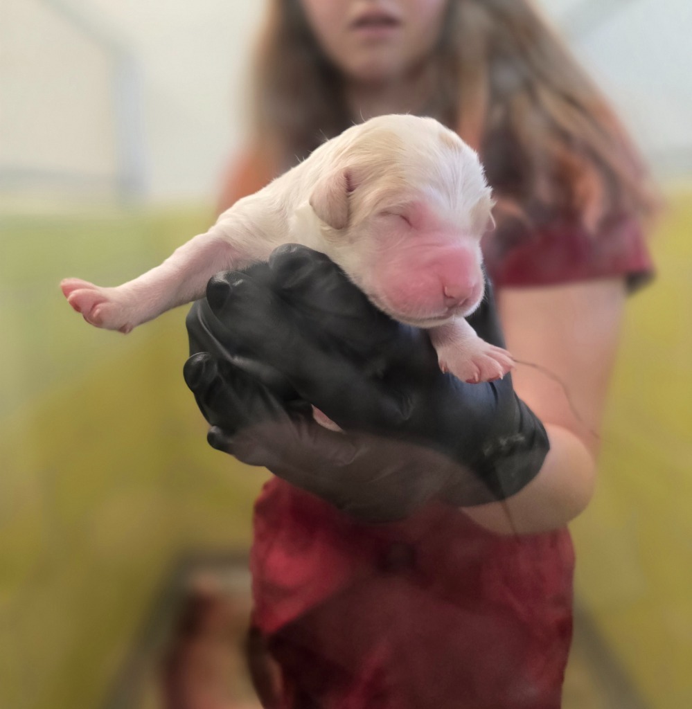 Beldi, an adoptable Mixed Breed in Minot, ND, 58702 | Photo Image 3