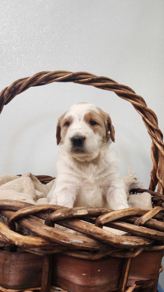 Beldi, an adoptable Mixed Breed in Minot, ND, 58702 | Photo Image 4